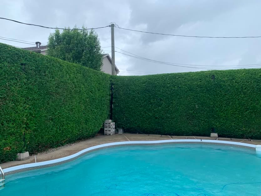 Une piscine entourée de hautes haies de cèdres fraîchement taillées bien droites.
